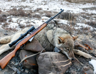 Höchster Wolfsabschuss seit Jahren: Reicht es trotzdem nicht?