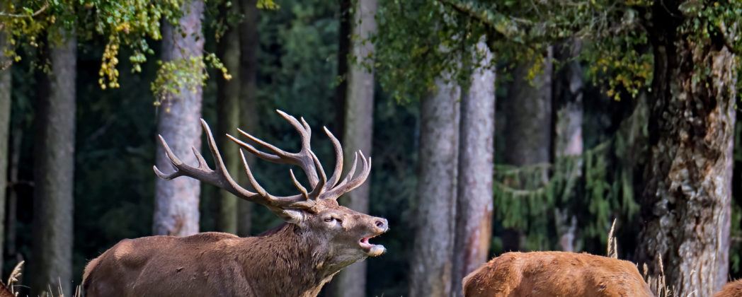 Jagdunfall: Jagdhelfer bei Hirschbergung schwer verletzt