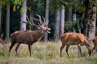Jagdunfall: Jagdhelfer bei Hirschbergung schwer verletzt