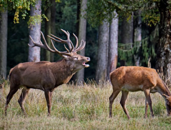 Jagdunfall: Jagdhelfer bei Hirschbergung schwer verletzt
