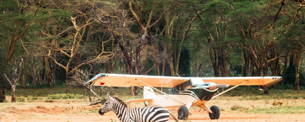 Wildunfall mit Zebra: Dramatische Notlandung am Kilimandscharo
