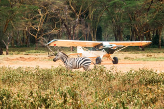 Wildunfall mit Zebra: Dramatische Notlandung am Kilimandscharo