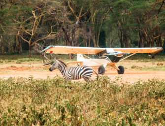Wildunfall mit Zebra: Dramatische Notlandung am Kilimandscharo