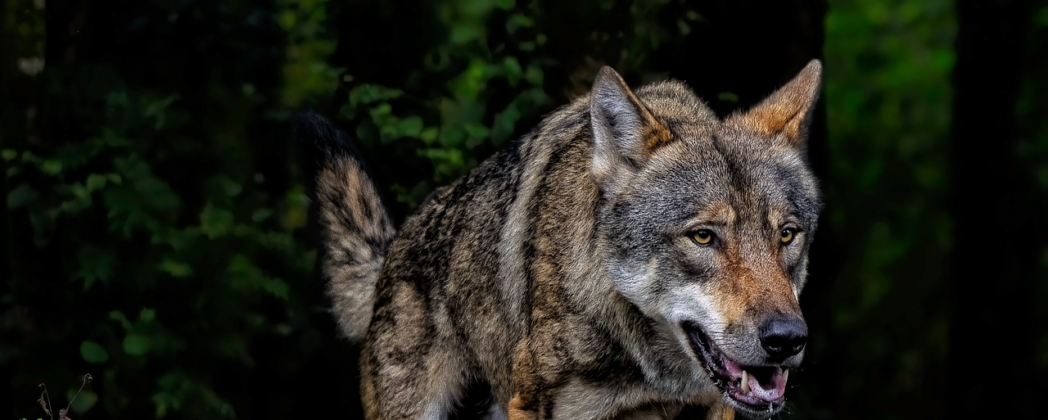 Wolfsangriff Brandenburg: Kind schwer verletzt