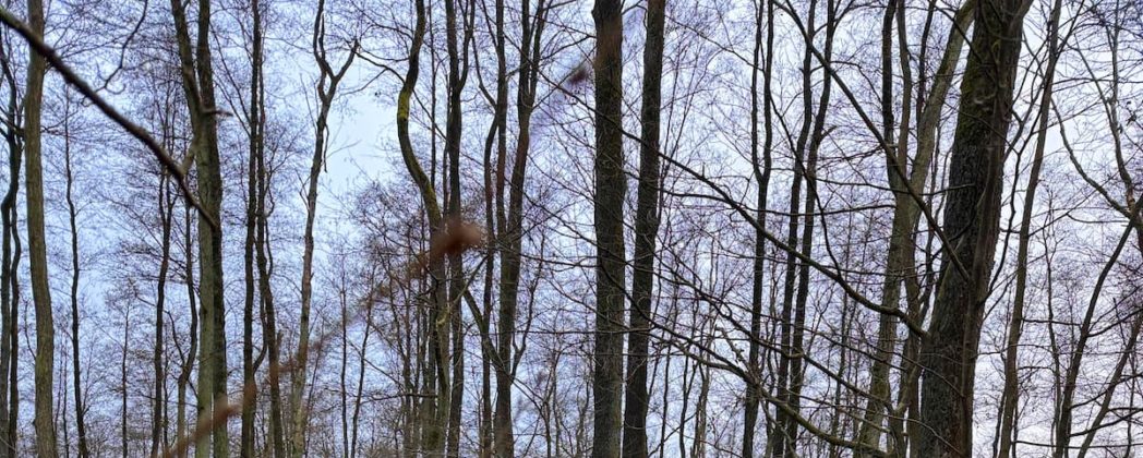 Ohne Hund kein Tierschutz! Wie Wolf und Drohne die Nachsuche verändern