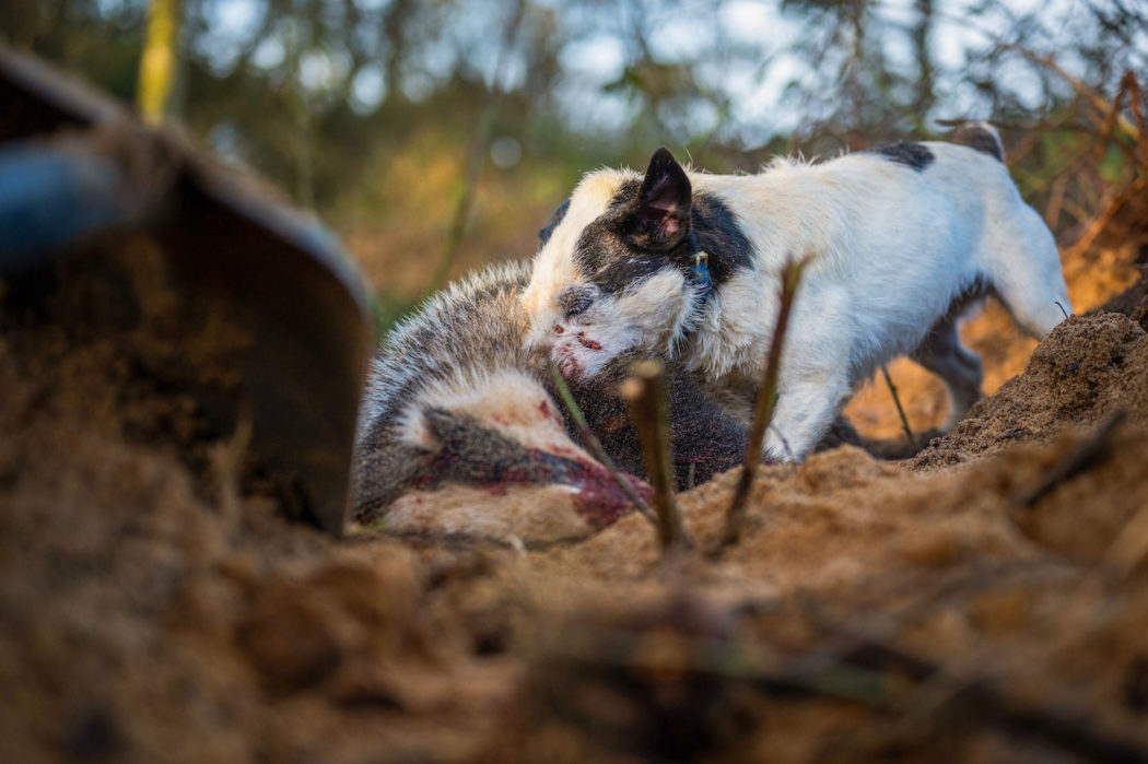 Jack Russell am Buddeln