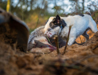 Jack Russell, der Working Terrier: ein vielseitiger Jagdhund