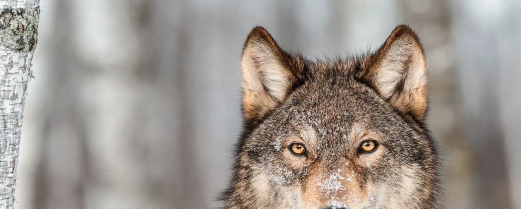 Wolfsjagd in Lettland: Jagdzeiten, Abschussquoten und Folgen für Wolfsrudel