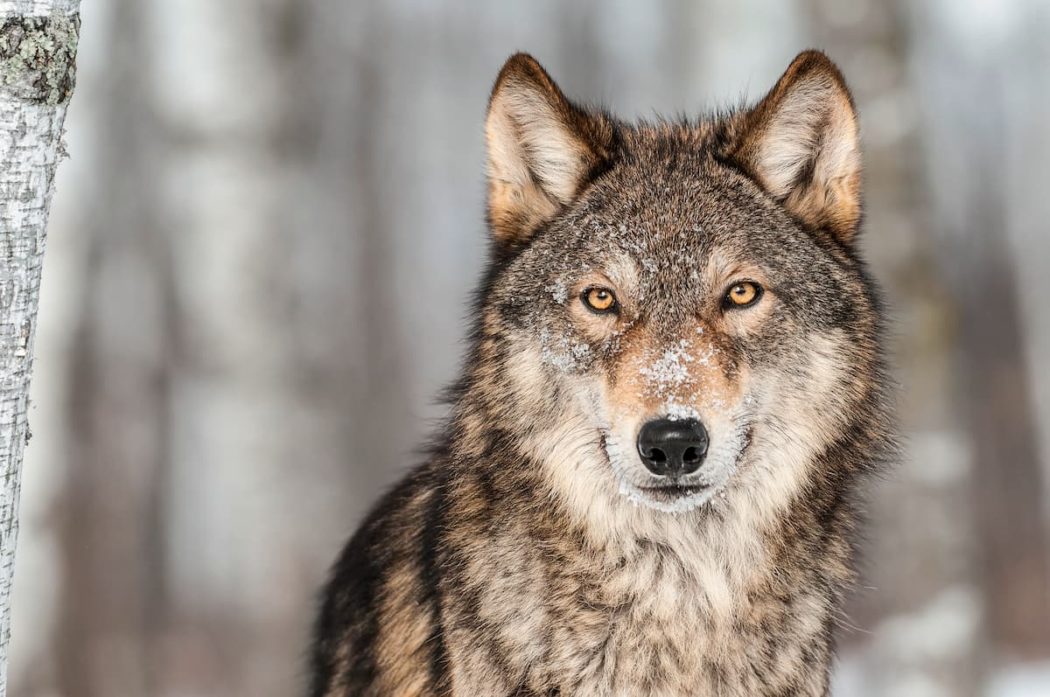 Aufmacher_Wolfsinterview