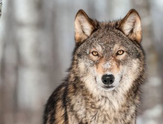 Wolfsjagd in Lettland: Jagdzeiten, Abschussquoten und Folgen für Wolfsrudel