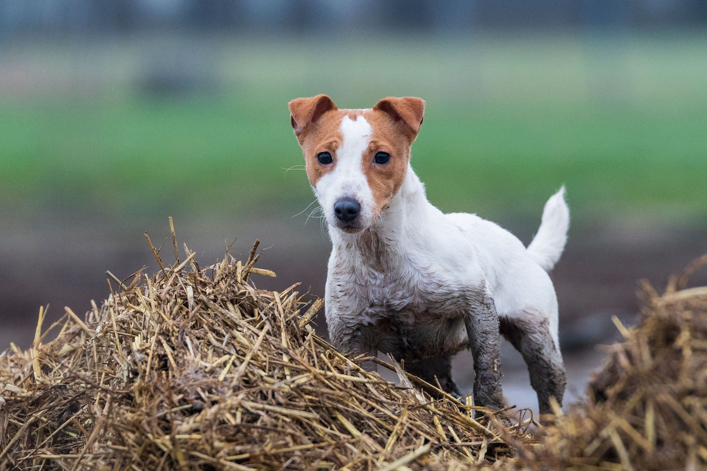 Jack Russell Terrrier