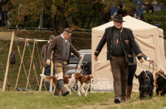 Hundedorf Grünau: Hier dreht sich alles um den Jagdhund