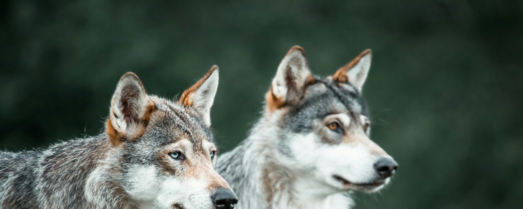 Wolf in Hamburg: Fotofalle bestätigt Wolf am Klövensteen