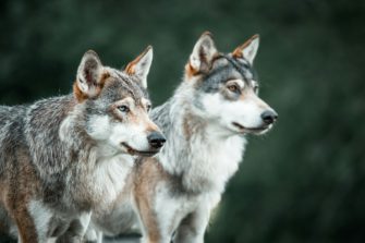 Wolf in Hamburg: Fotofalle bestätigt Wolf am Klövensteen