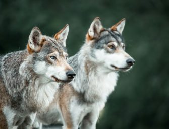 Wolf in Hamburg: Fotofalle bestätigt Wolf am Klövensteen