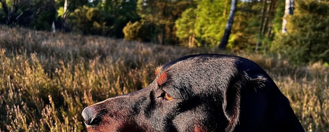 Welthundetag 2026: Jagdhunde im Rampenlicht