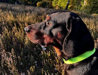 Welthundetag 2026: Jagdhunde im Rampenlicht