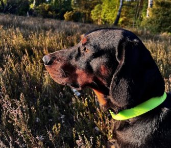 Welthundetag 2026: Jagdhunde im Rampenlicht
