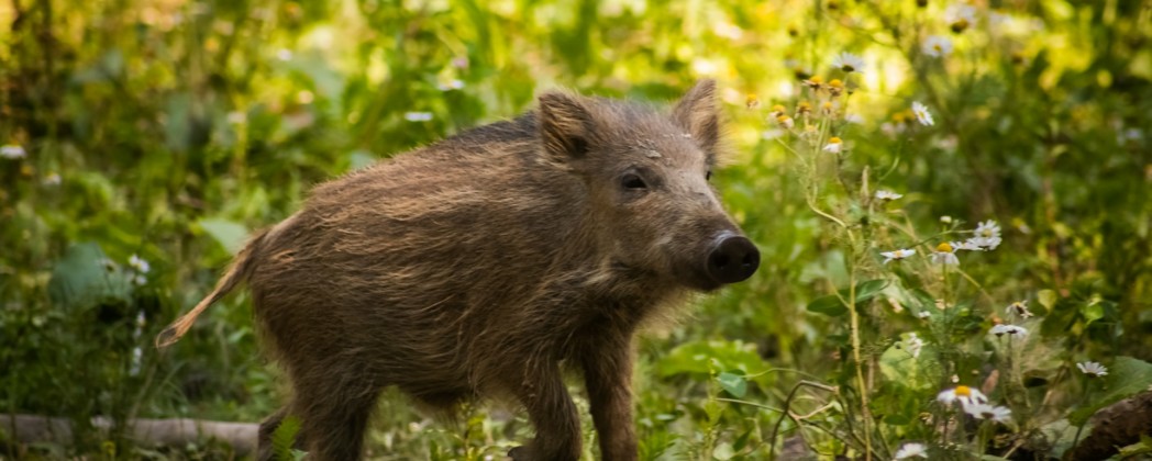 Wildschweine: Deutsche und Franzosen jagen gemeinsam