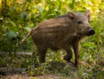 Wildschweine: Deutsche und Franzosen jagen gemeinsam