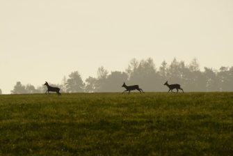 Rehe an der A25 in Hamburg: Stadtjäger bei Polizeieinsatz