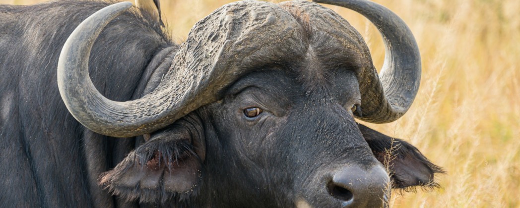 Trophäenjagd in Afrika: Mehr Schutzfläche, mehr Einkommen