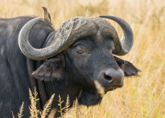 Trophäenjagd in Afrika: Mehr Schutzfläche, mehr Einkommen