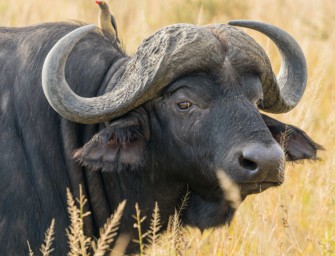 Trophäenjagd in Afrika: Mehr Schutzfläche, mehr Einkommen